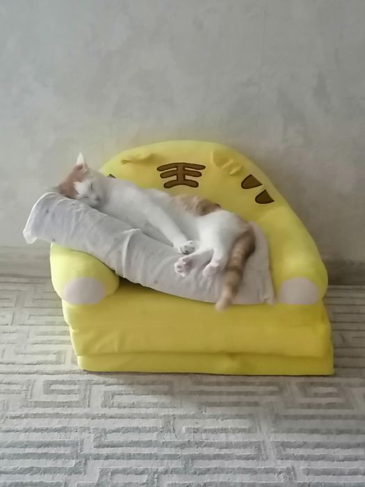 Отдам кошечку с домиком туалет