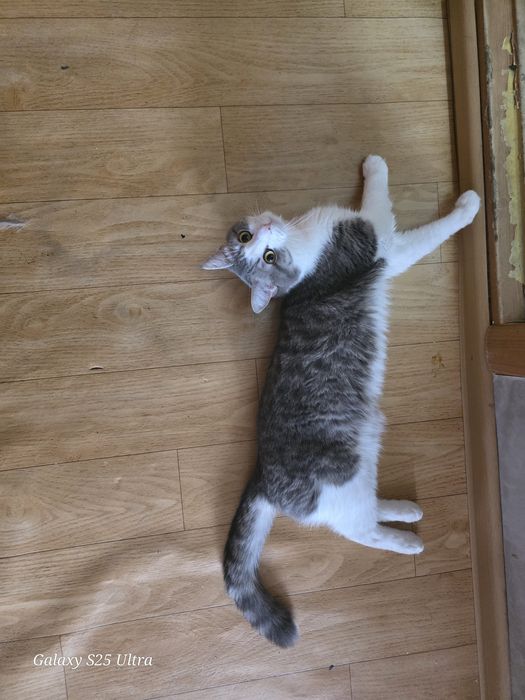 Отдам кота СРОЧНО