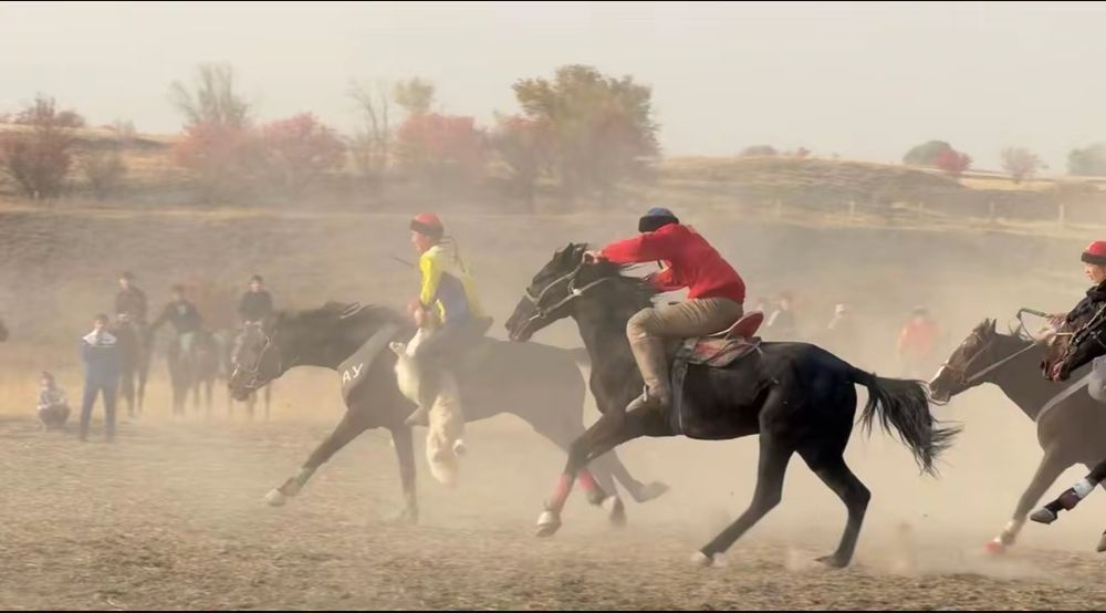 Айгыр сатылады..