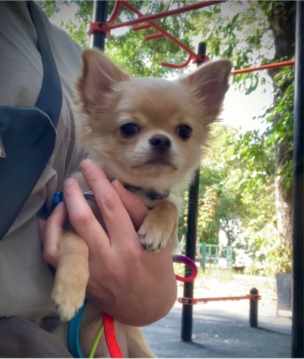 мальчик чихуахуа