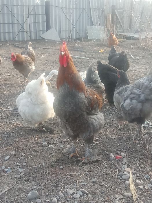 Петухи годовалые