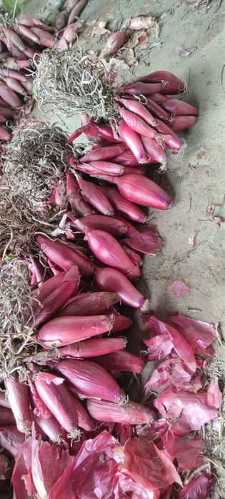 Vand ceapa rosie de apa