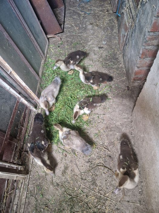 Rățuște Mute 5 bucăți