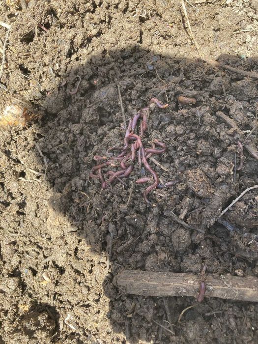 Калифорниялық қызыл құрт