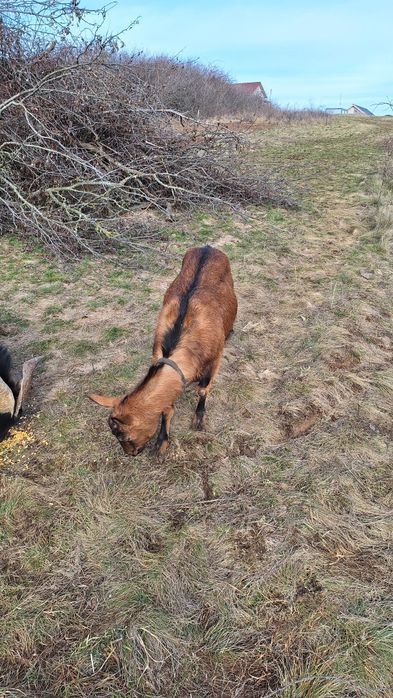 Capra Alpina Franceza, gestanta, la a doua fatare