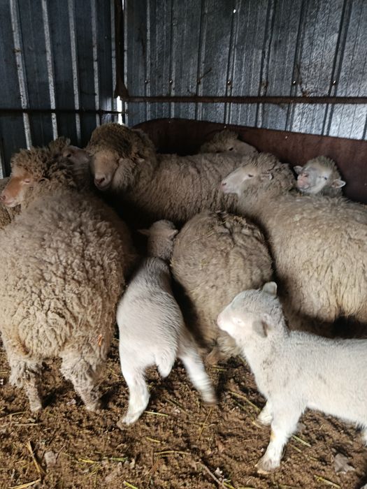 Продам матку с ягнятами