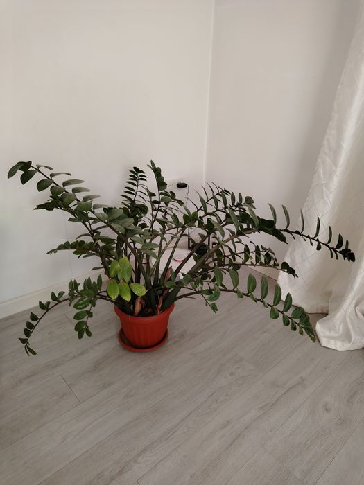 Продам срочно цветок