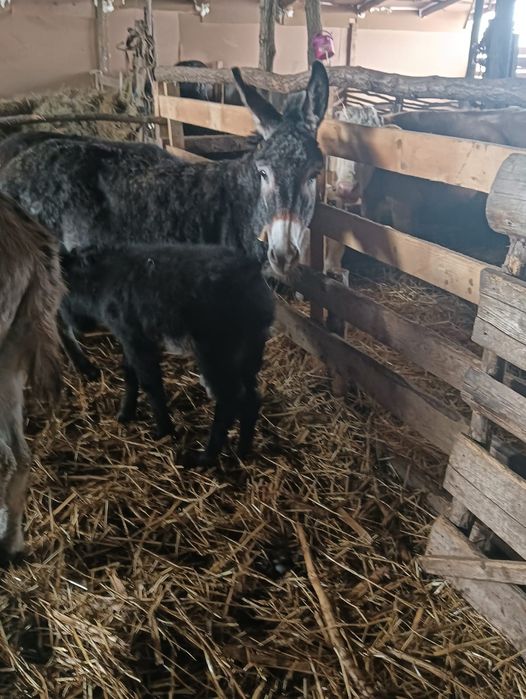 De vânzare magaritele