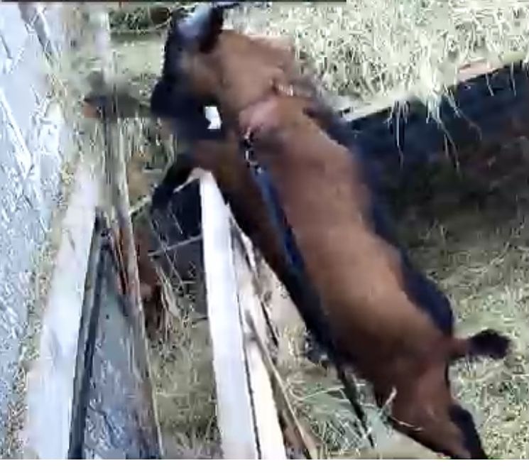 Se vinde tap Alpin Francez in varsta de 10 luni