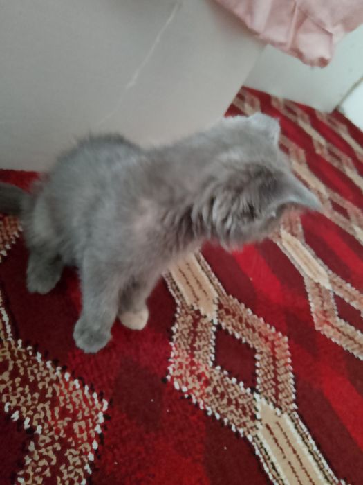 Хона мушуги кулранг