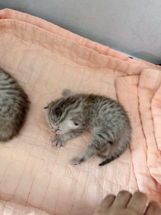 Британские вислоухие котята