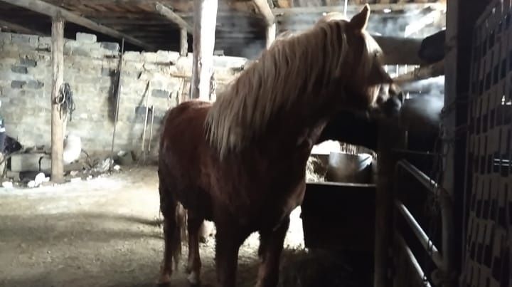 Откормленный донен жирный