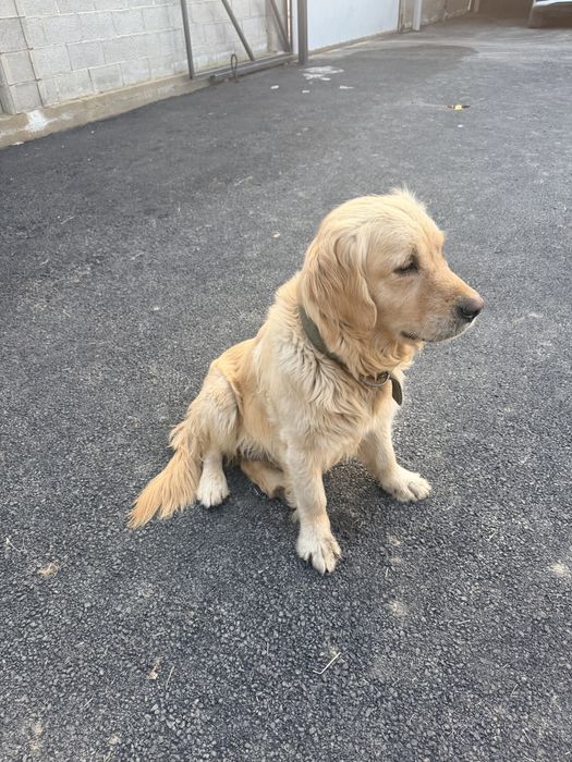 Отдам бесплатно в хорошие руки