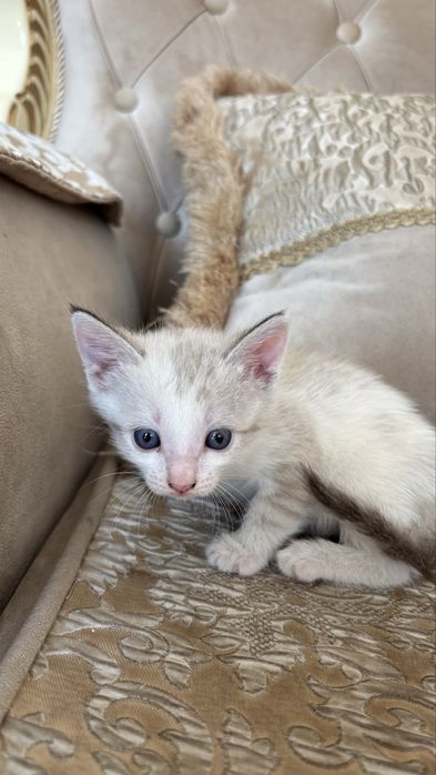 Отдам котят в добрые руки
