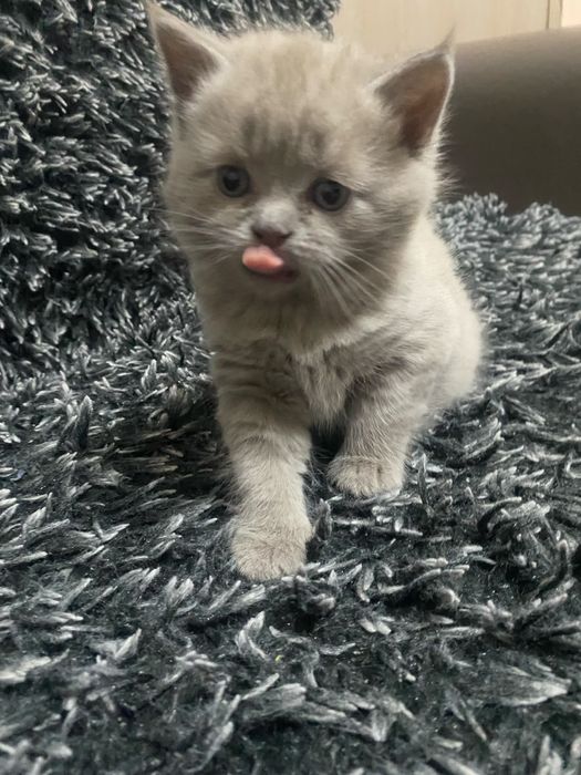Продам британских котят 5 тыс