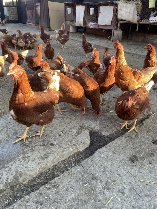 Oua de casa,1,5 lei bucata