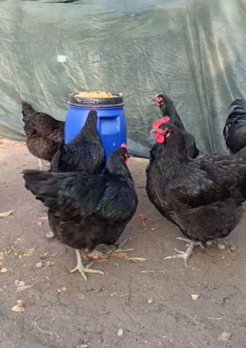 Gigant Qora Shaxzoda tumlari sotiladi