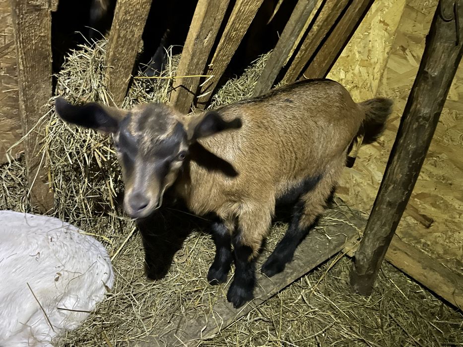 Capre la prima fătare