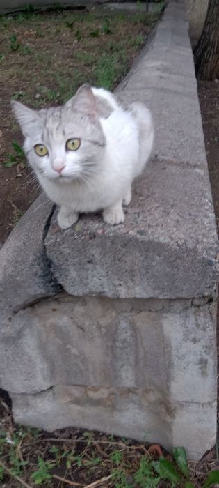 Отдам кошечку в добрые руки