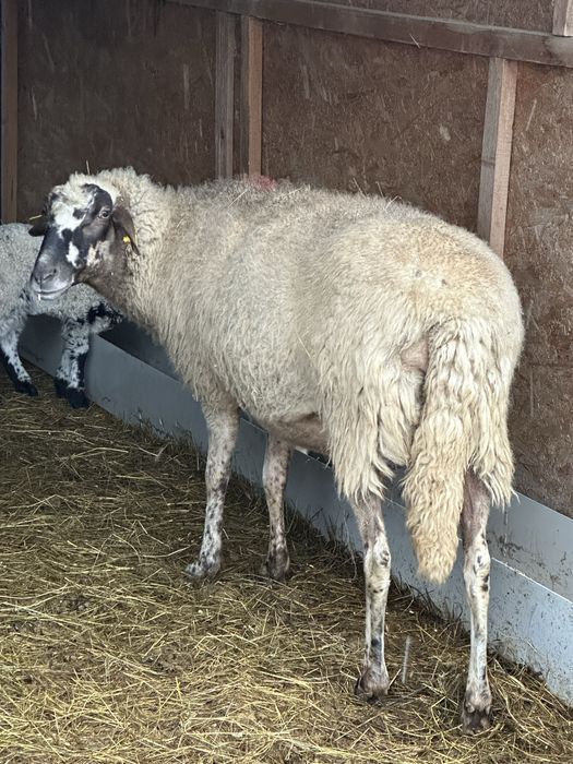Vand oaie carabasa la a doua fatare si cu mia langa ea