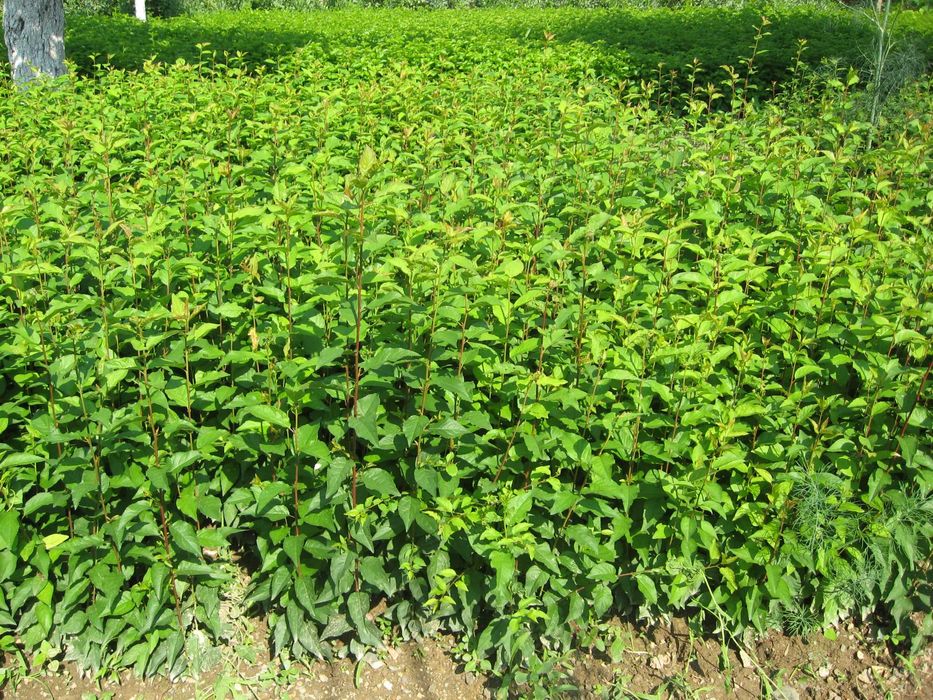 Продавам подложки джанка и махалебка.