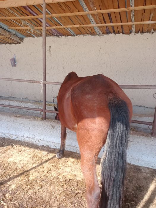 Жуас бие саумалы