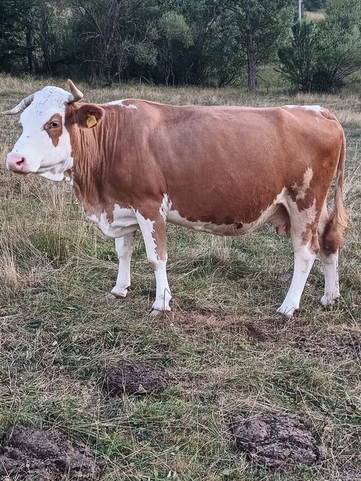 Vaca de vanzare Gestantă