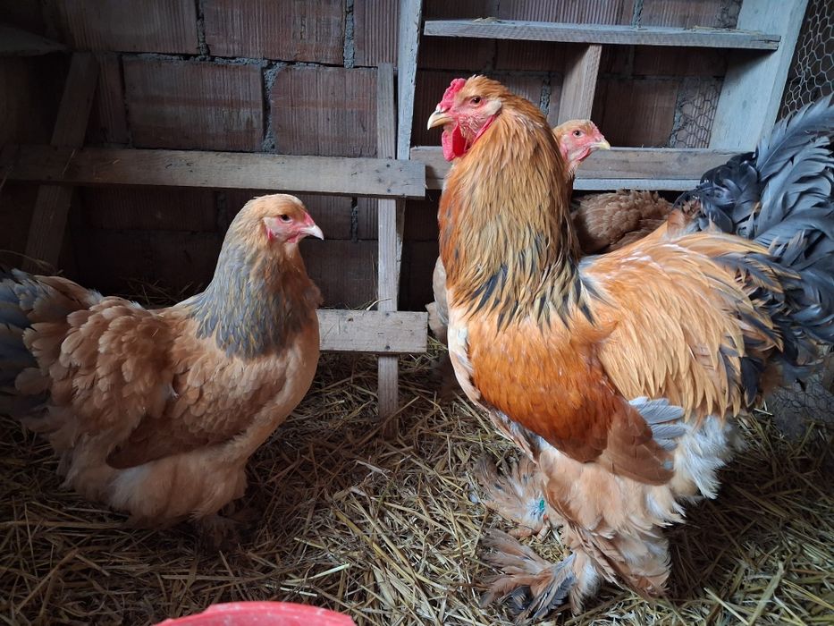 Vand oua incubatie brahma columbia /albastru