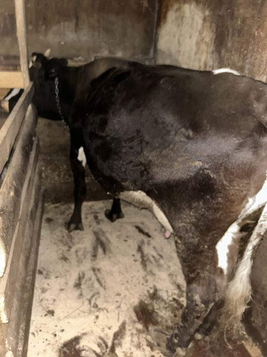Vaca de vanzare mai multe detali la tel