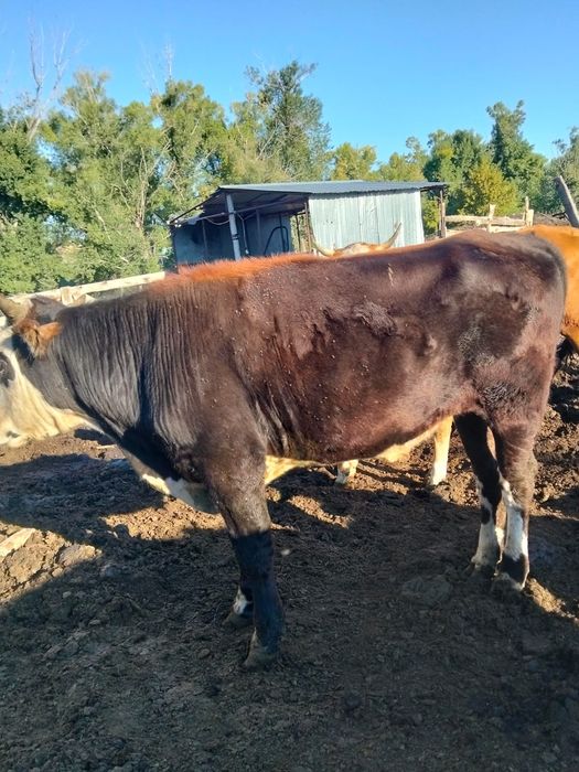 Продам бычка 1,5 годовалого