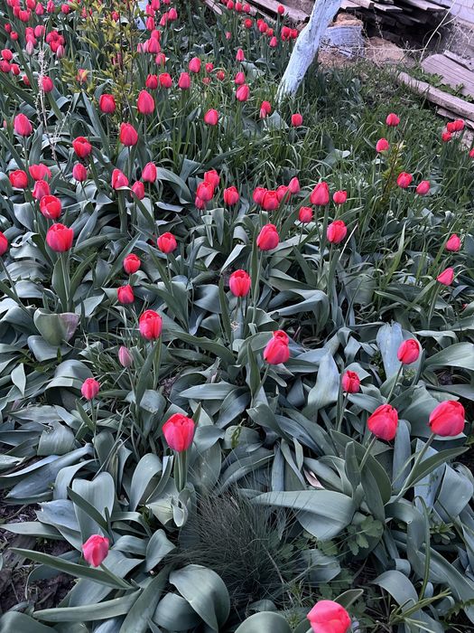 Продам тюльпаны свежий