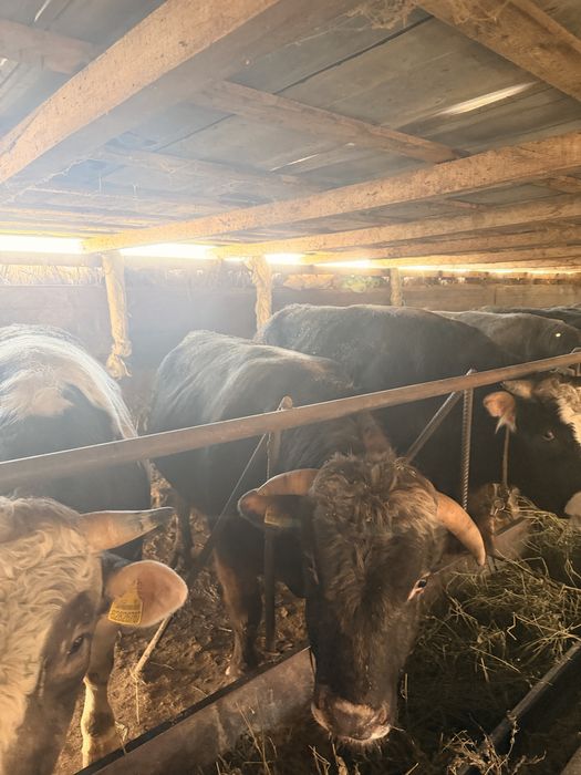 Продам жирных быков