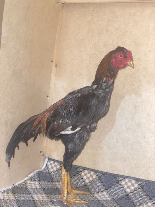 Dakan Xoroz kul popak