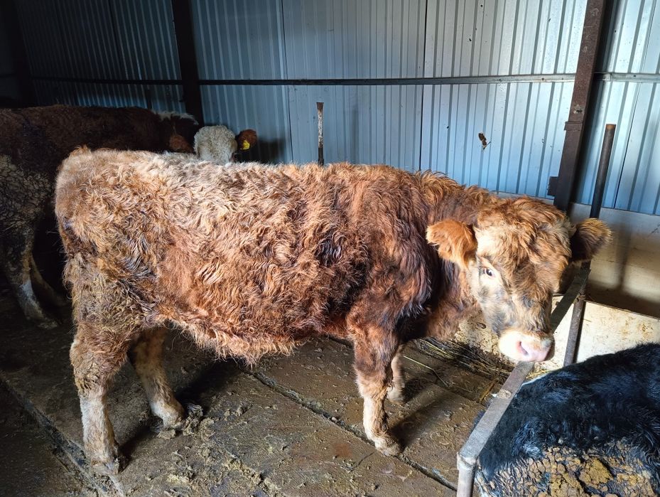 Букалар сатам жемде турган