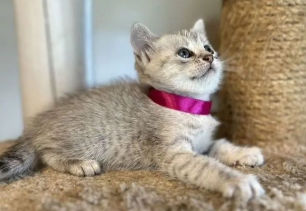 Британские котята мальчики