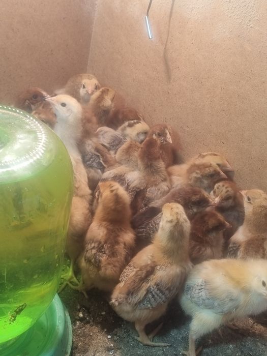 Кучин тауығының балапандары бар