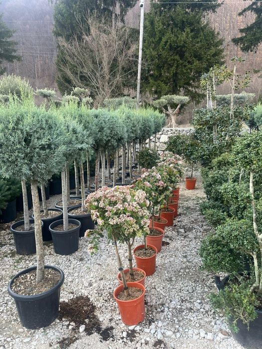 Plante ornamentale tuia leylandii smarald mesteacan