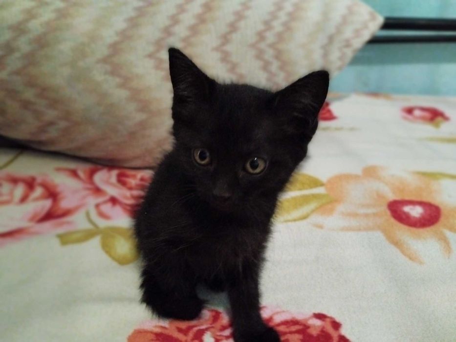 Отдам котят в хорошие руки