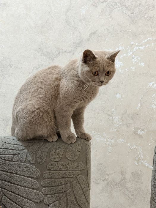 Котенок котенок котенок