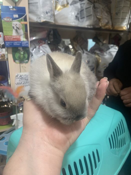 Кролик декоративный