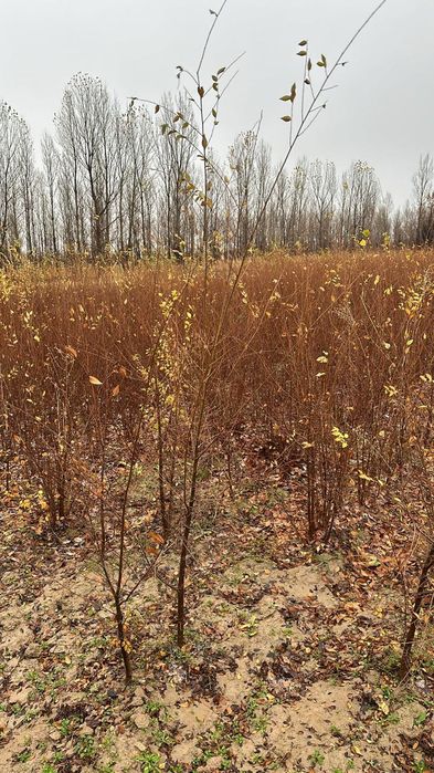 Карагач высота 1 - 2 метровые