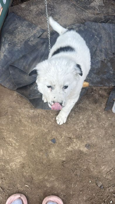 Пропала собака ЗАРЯВАСТОК