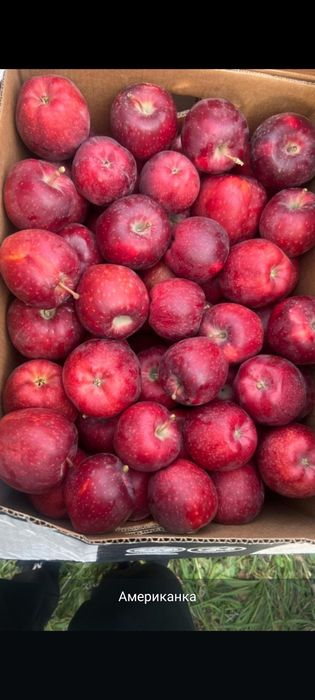 Яблони 7летки Мельба,американка ред кап уралочка