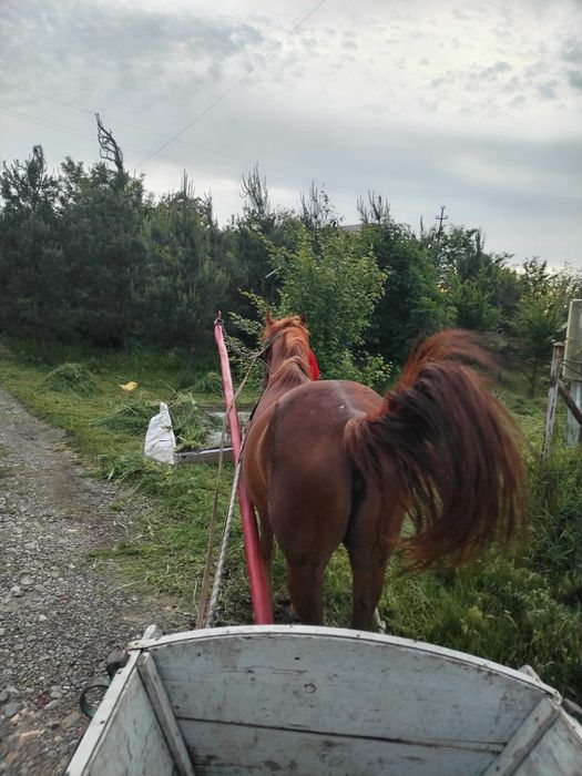 Se vinde iapă, vârstă 9 ani.
