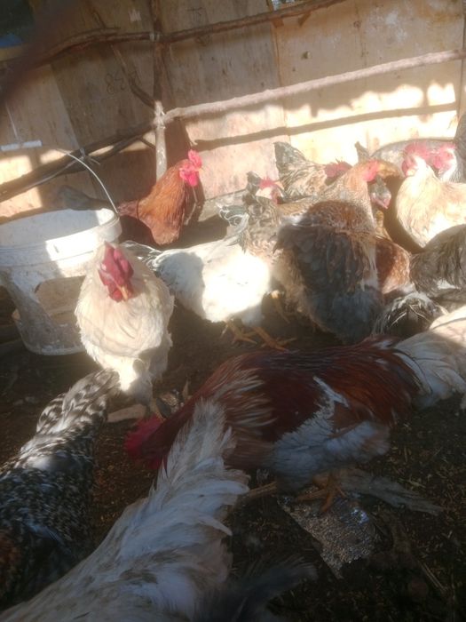 Продам петух продам