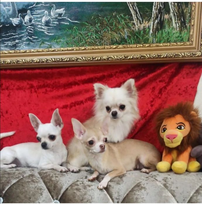 Шикарные малыши от Мала до Велика