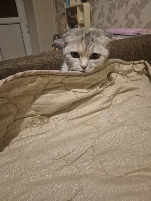 Вязка для кошечки