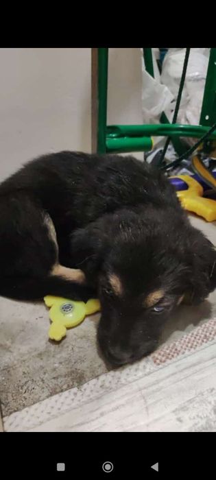 Пристраивается щенок девочка