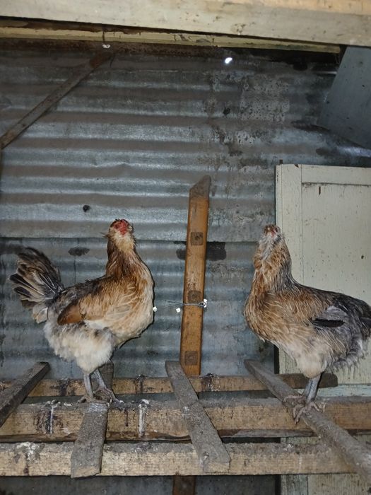 Pui de paduana, de pitica,  de gaini de tara si  din oua verzi si boboci de gasca