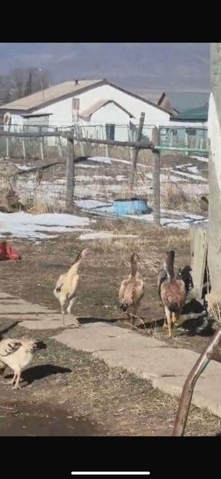 Дакан бойцовский обмен